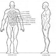 Homo sagittarii physiology