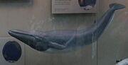 Fin whale