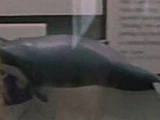 Pygmy sperm whale