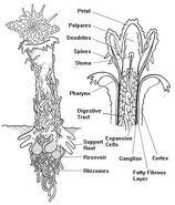 Terrestrius manus