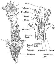 Terrestrius Manus