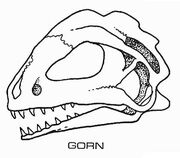 Gorn skull diagram