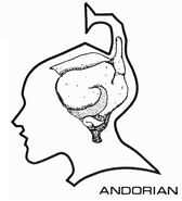 Andorian brain diagram