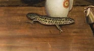 MistLizard.jpg (157 KB) Lizard.