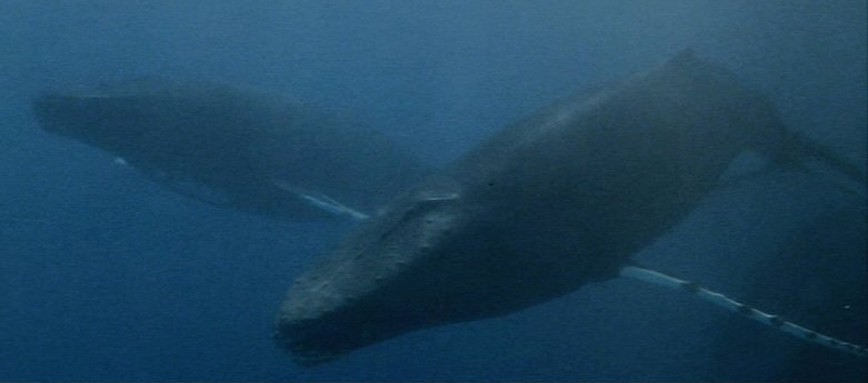 star trek 3 whales