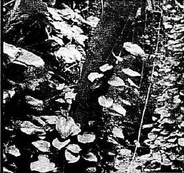 Bu'uliev plant