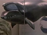 Right whale