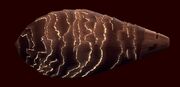 Gomtuu dorsal