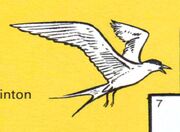 Seagull