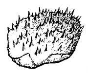 A , a variety of mollusk.