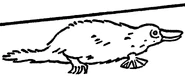 Platypus.