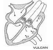 Vulcan heart diagram