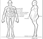 Homo cygni physiology