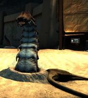 Aehallh worm