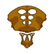 Logo-species8472t.jpg (27 KB)