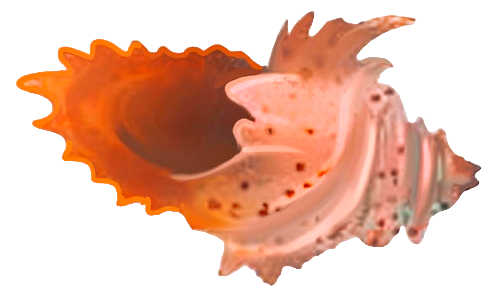 Mon Calamari Shell Horn appearance in Common Appearance