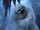 Unidentified wampa