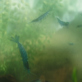 Krill