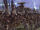 Gungan Grand Army
