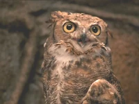 Lograys owl