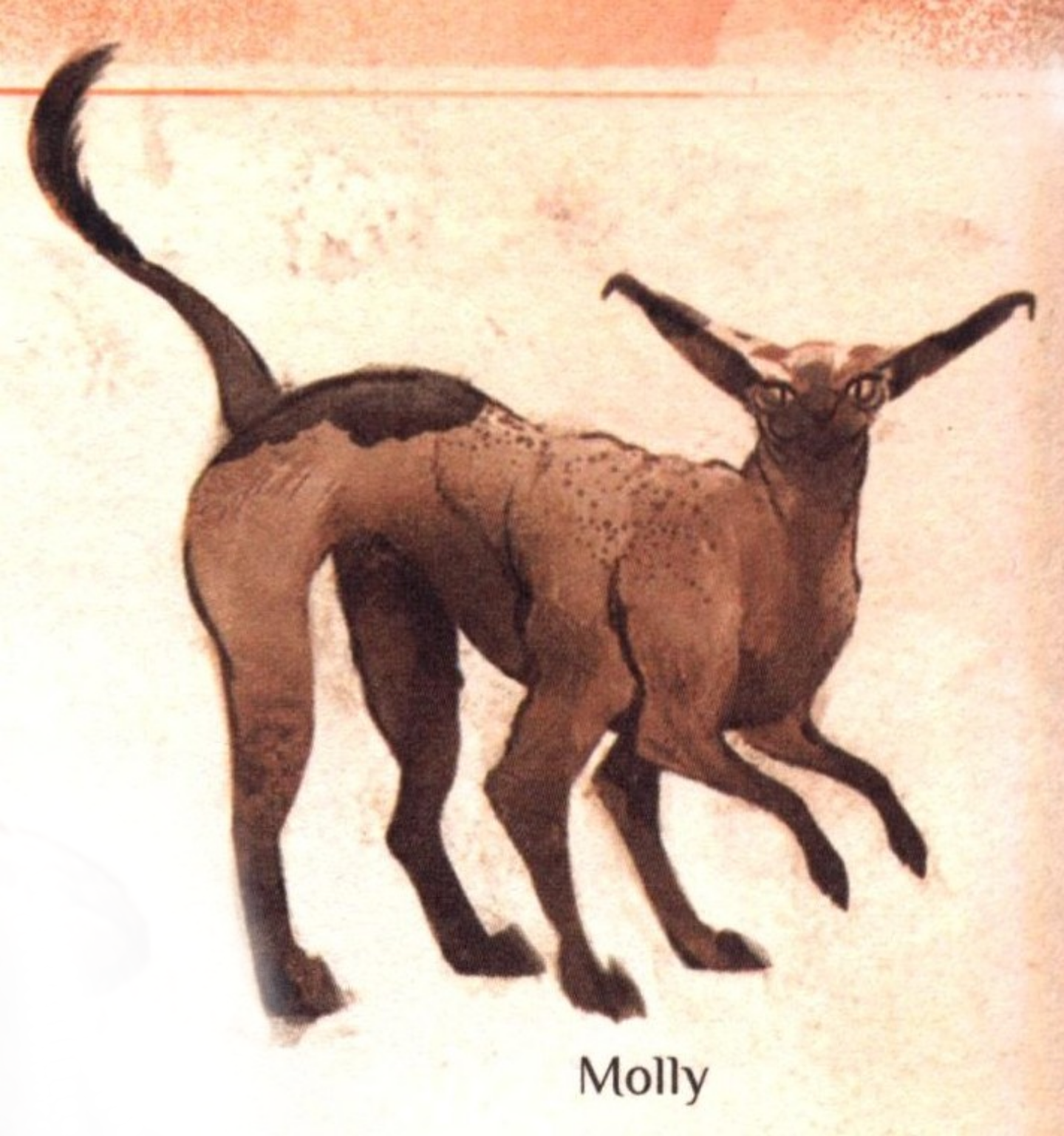 Molly appearance in Common Appearance