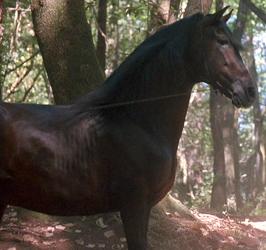 Charal's stallion appearance in Common Appearance