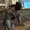 Dekay