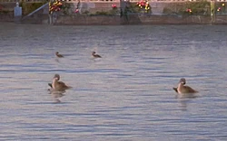 Multiple ducks on Naboo