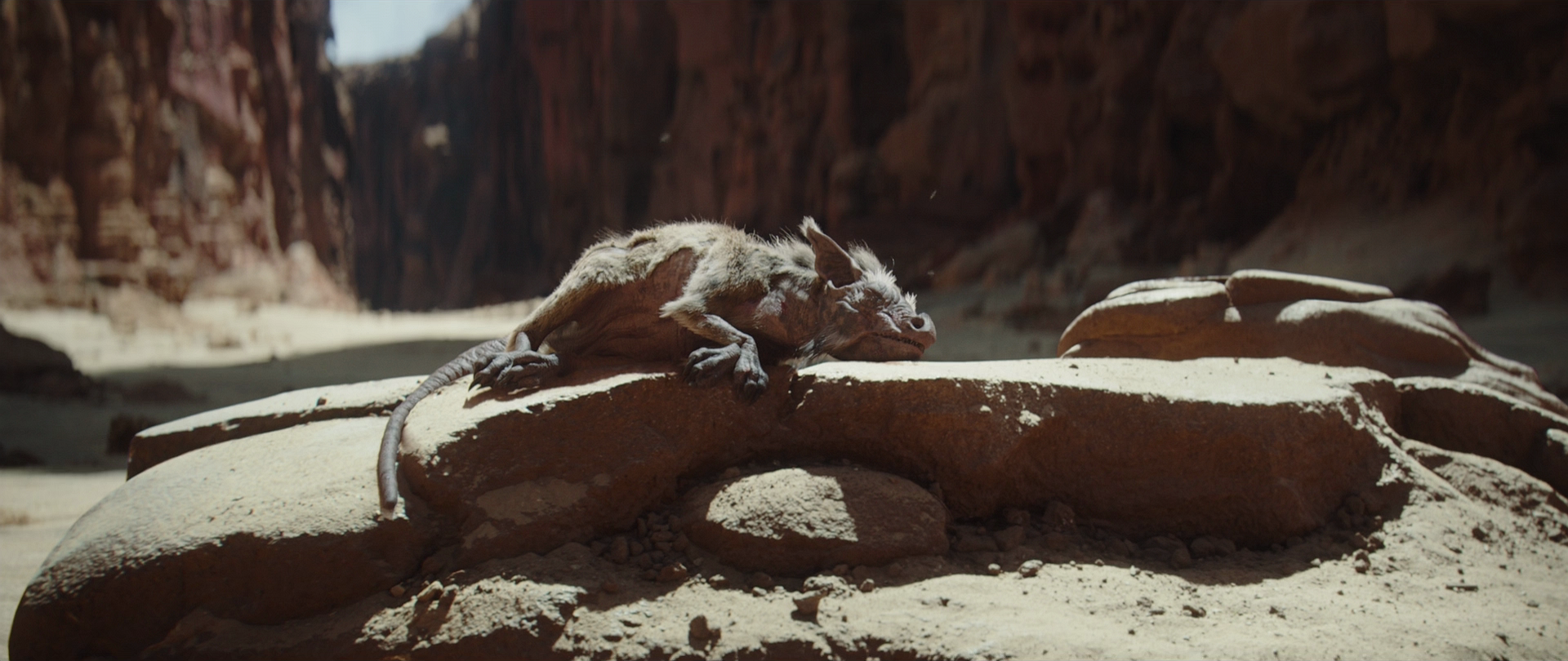 A womp rat sunning itself in Beggar's Canyon.