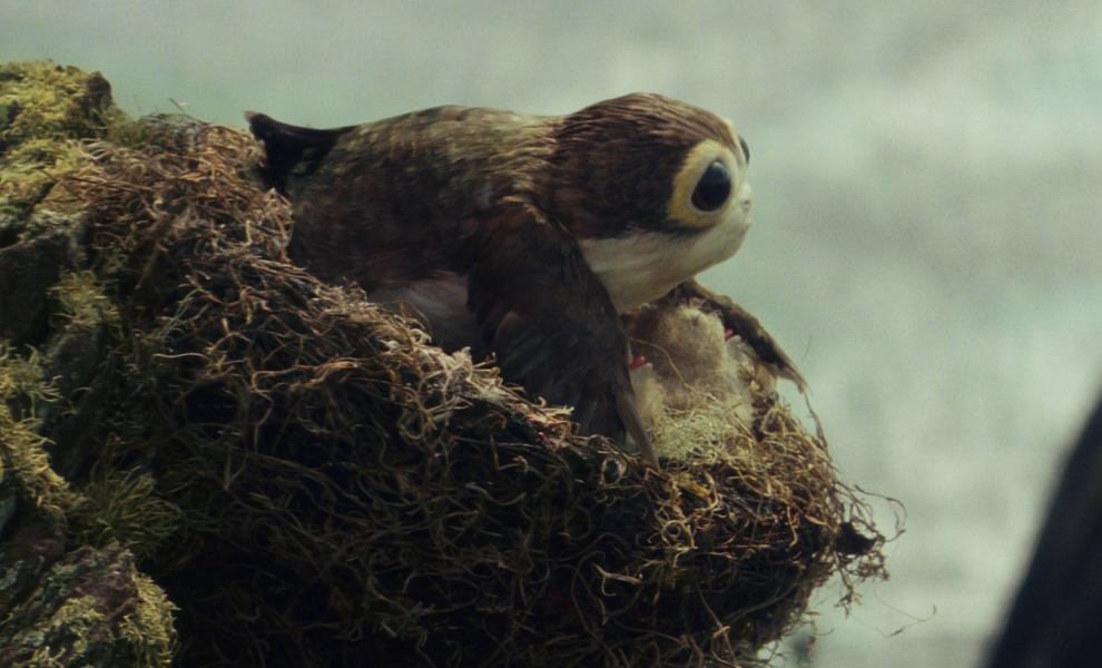 A porg nest