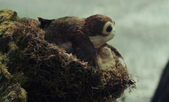 Porg nest