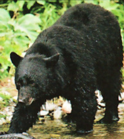 Tarik the bear-SWI24