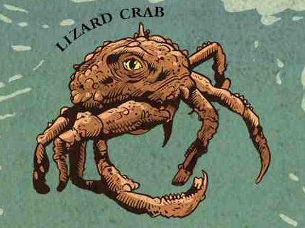 Lizard crab appearance 