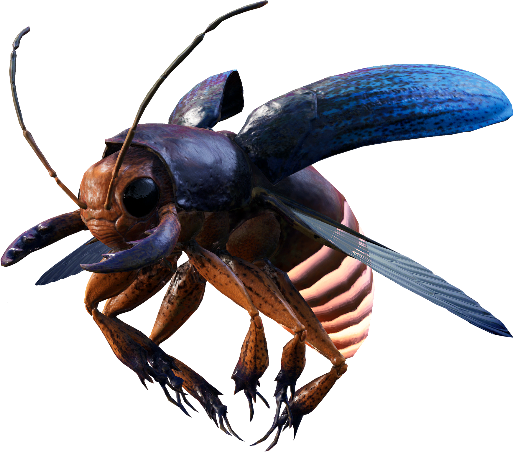 Flame beetle appearance 