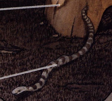 Vine snake appearance in Common Appearance