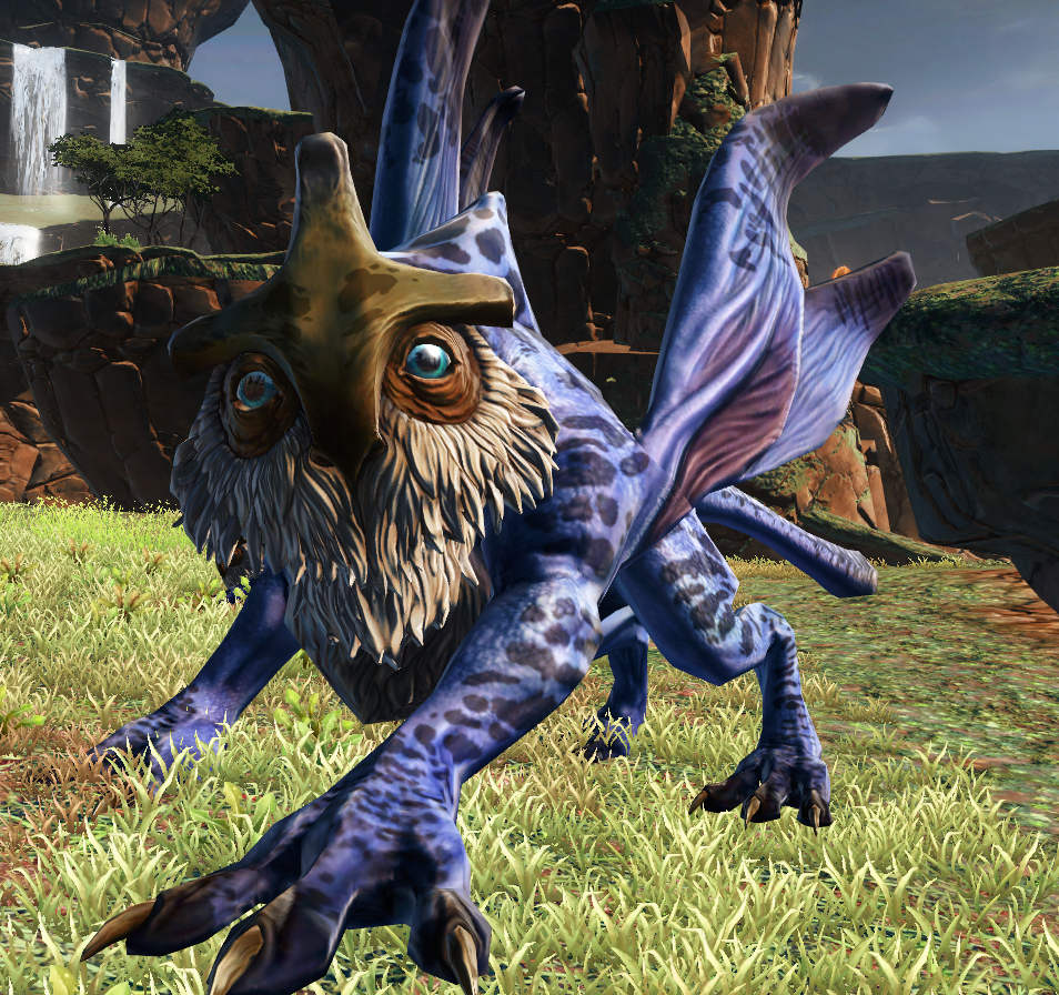 Vrake (species) appearance 