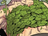 Tragia leaves