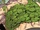 Tragia leaves
