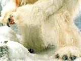 Wampa