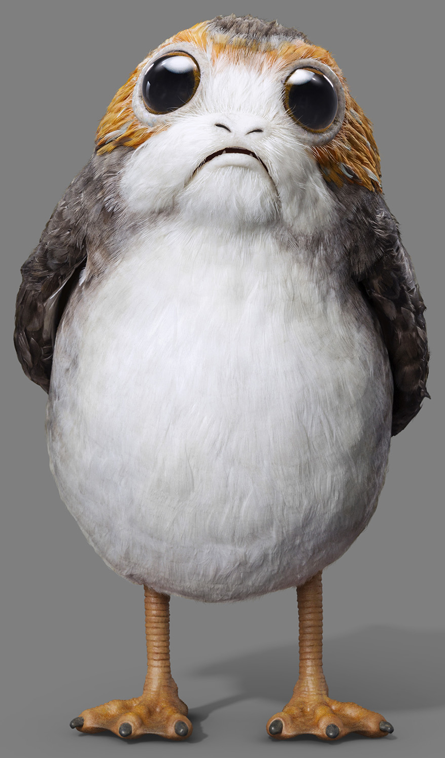 Porg appearance in Common Appearance