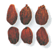 Galla seed appearance in Common Appearance