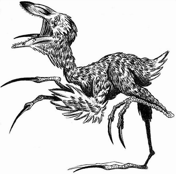 Cooha appearance 