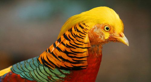 GoldenPheasant