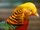 Golden pheasant