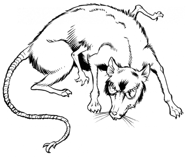 Eriaduan rat appearance in Common Appearance