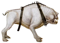 CorellianHound-SoloUSC