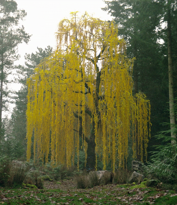 Bunta tree appearance 