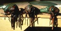KlatooinePaddyFrogs
