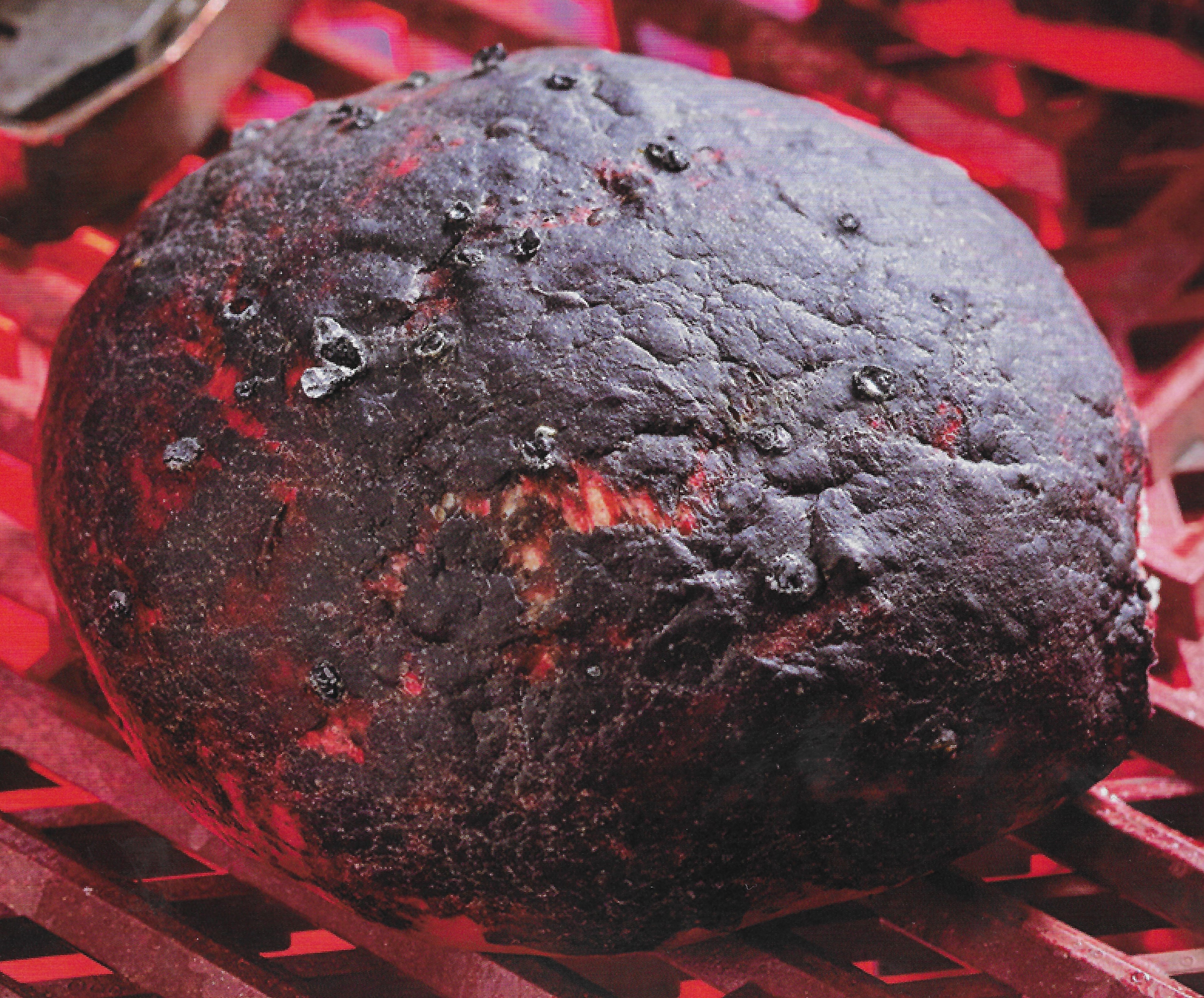 Mustafarian Lava Bun appearance in Common Appearance