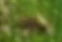 Bee appearance 